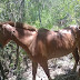  La Policía recuperó tres caballos  robados