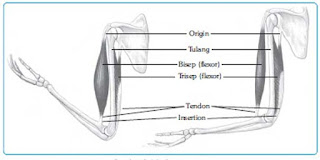 Melatih otot Bisep dan Trisep