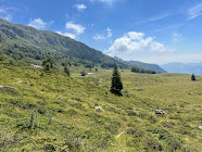 The alpine meadows around Rifugio Monte Alben