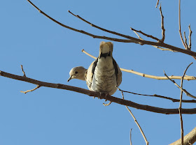 Collared Dove - Playa de las Américas, Tenerife