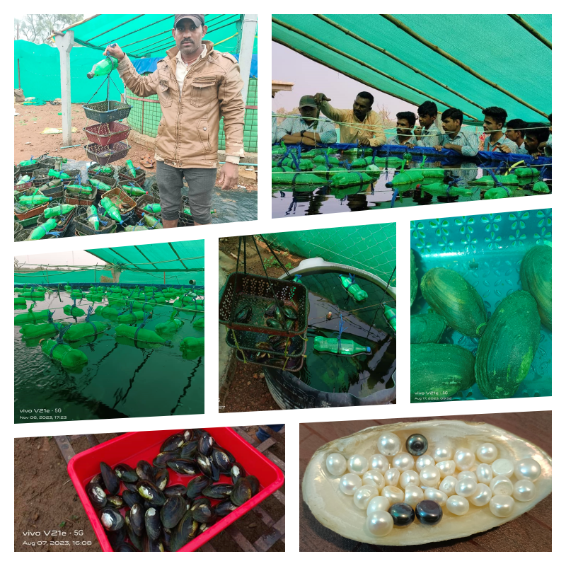 Ratlam News- Pearl farming is being done by farmers in Ratlam, Indian and Japanese pearls are being produced in large quantities