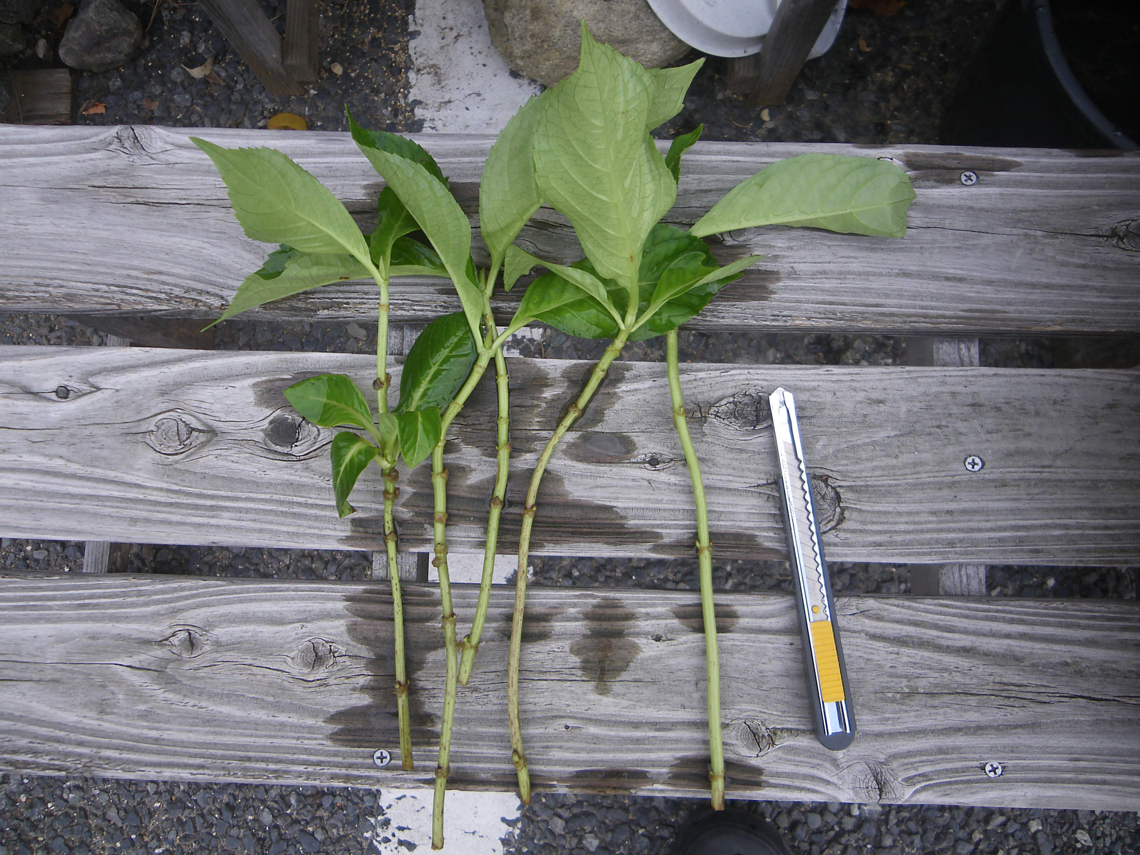 アジサイ 紫陽花 の挿し木を成功させるためのポイント メダカの大工