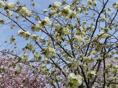 大阪造幣局 桜の通り抜け