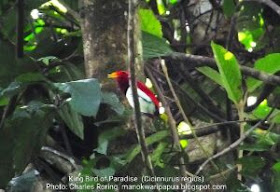 Birding tour with Charles Roring in Susnguakti forest of Manokwari