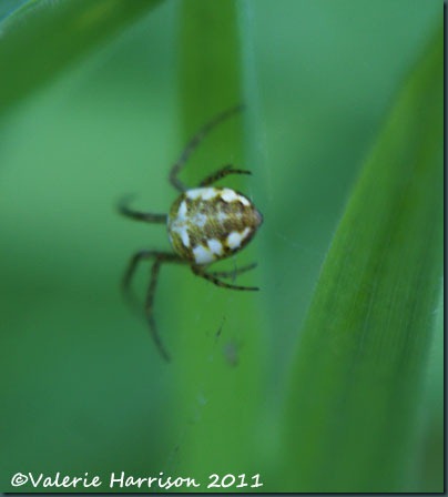 Metellina sp 2