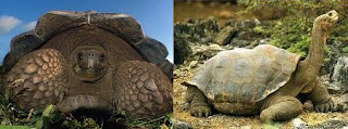 Tortugas - Islas Galápagos - Ecuador
