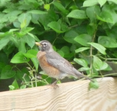 juvenile robin