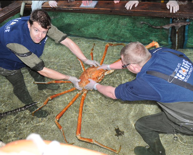 Images And Places Pictures And Info Japanese Spider Crab Eating