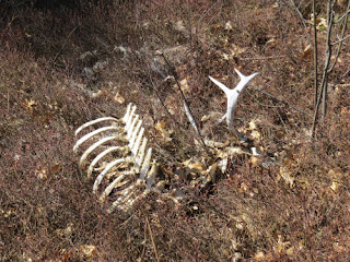 deer skeleton