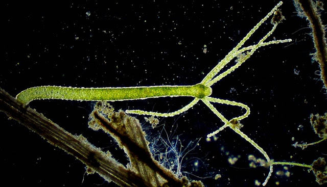 Hydra y cnidarios