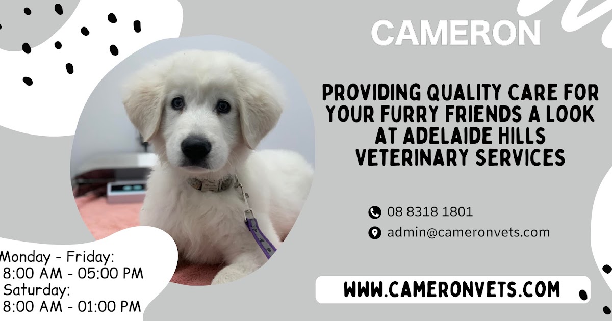 Providing Quality Care for Your Furry Friends A Look at Adelaide Hills Veterinary Services