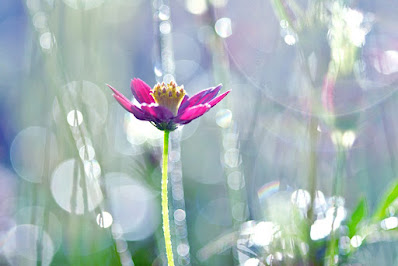 cosmos flower on a background of bokeh