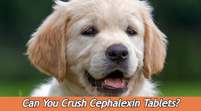 can-you-crush-cephalexin-tablets-for-dogs-image