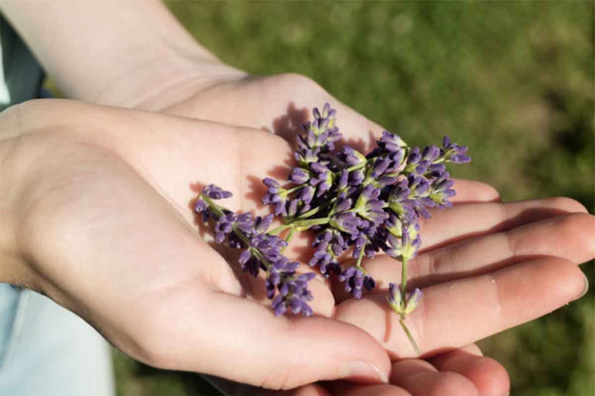 hands and sage flowers