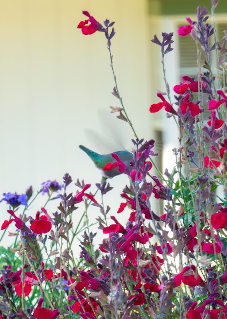 Hummingbird in beautiful flowers Apple Hill Placerville California