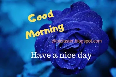 Good Morning Flower Images Free Download