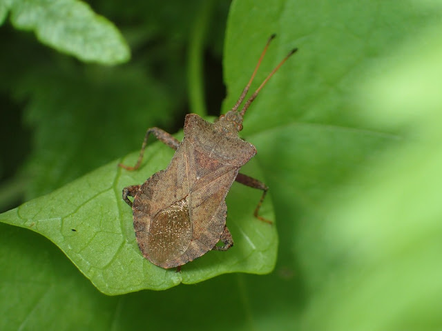 Coreus marginatus