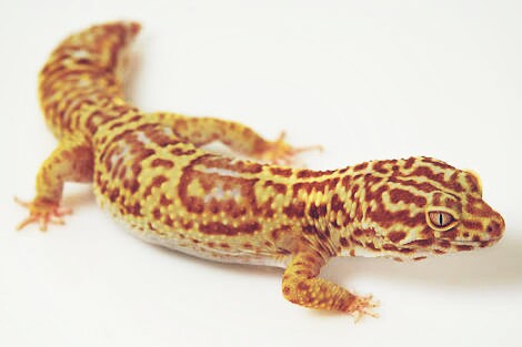 7 Jenis Gecko Tokek Hias Paling Terkenal Beserta Harganya 7 Jenis Gecko Tokek Hias Paling Terkenal Beserta Harganya