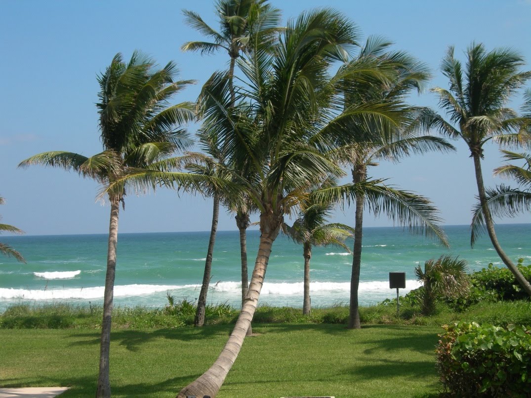 PALM TREES ON WEST COAST