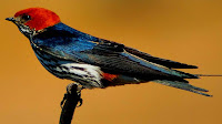 Swallow bird pictures_Creagrus furcatus