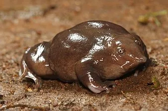 Purple Frog to be state Amphibian of Kerala