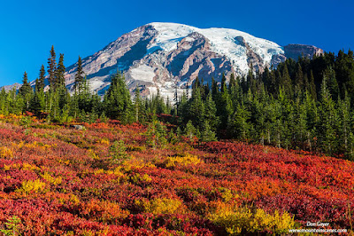 Mount Rainier above the bright red meadows of Paradise Park in fall, Mount Rainier National Park, Washington.