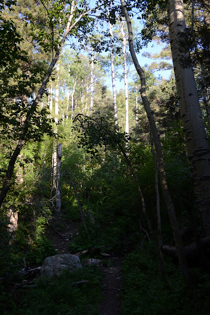 sunshine on tall thin alder