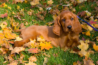 Irish Setter Puppy Picture