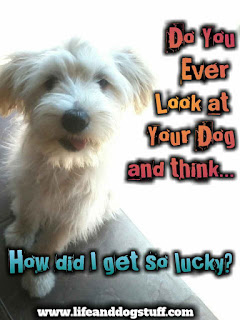 I love my dog quotes sayings, do you ever look at your dog