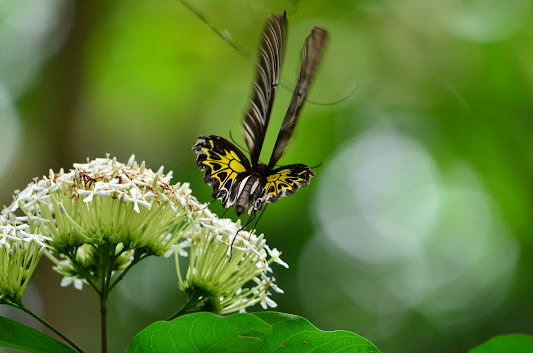Sahyadri Birdwing