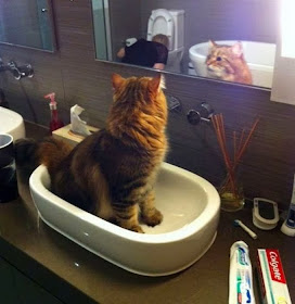 Funny cats - part 81 (40 pics + 10 gifs), cat pics, cat in sink