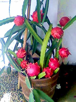 Red Dragon Fruit in a Pot