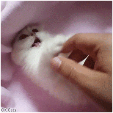 Cute Kitten GIF • Cute white kitten playing with human hand [ok-cats.com]