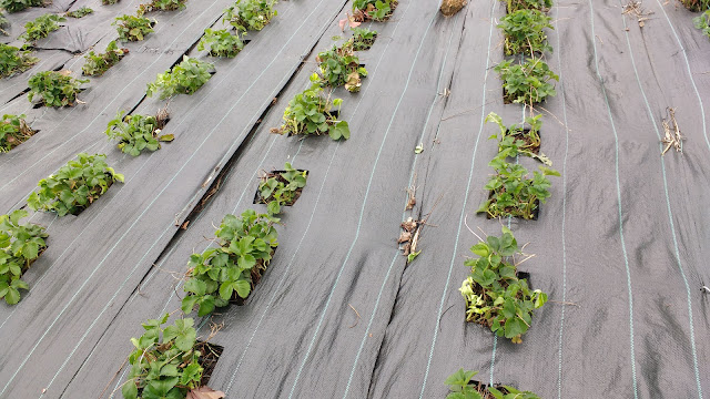 Allotment and greenhouse progress in spring