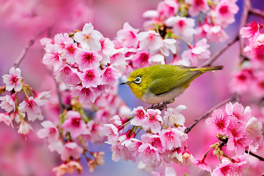 The Most Beautiful Japanese Cherry Blossom Photos 