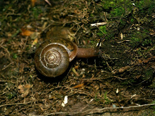 Escargot du Québec