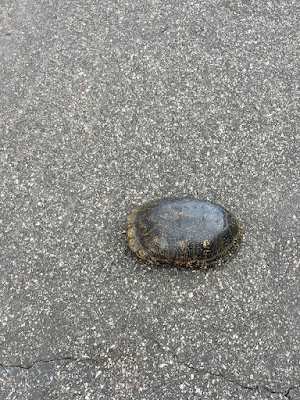 photo of a turtle crossing a road