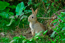 juvenile babbit