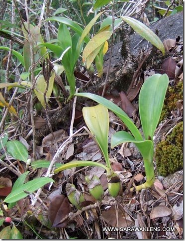Eria_ornata_4