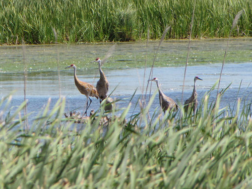 sandhill cranes