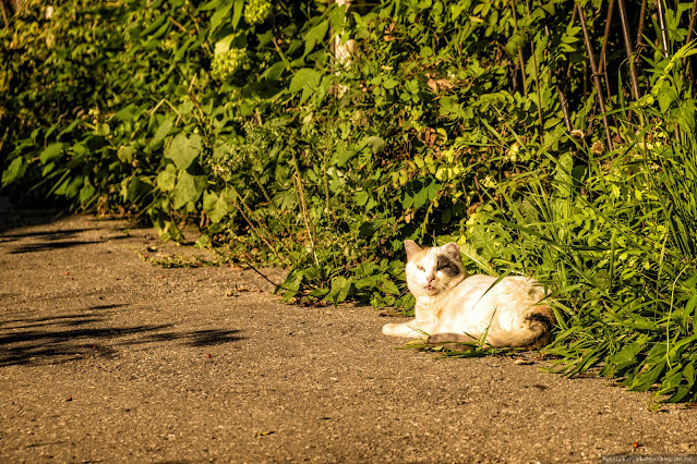 Кот с высунутым языком лежит на солнышке