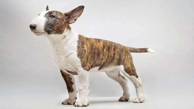 Bull Terrier