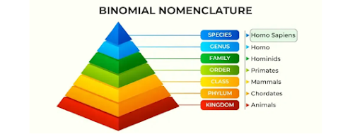 Binomial Nomenclature