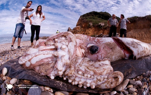 Lula gigante dá à costa em praia espanhola