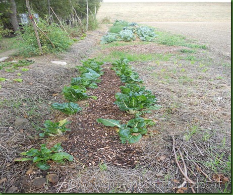 Ortolà - autunno 2012 (1)