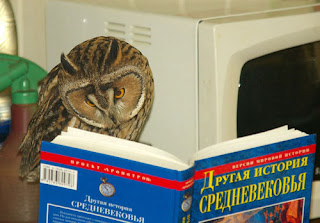 owl reading a book from http://cuteoverload.com