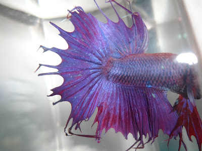 crowntail betta splenden