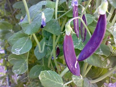 purple peas