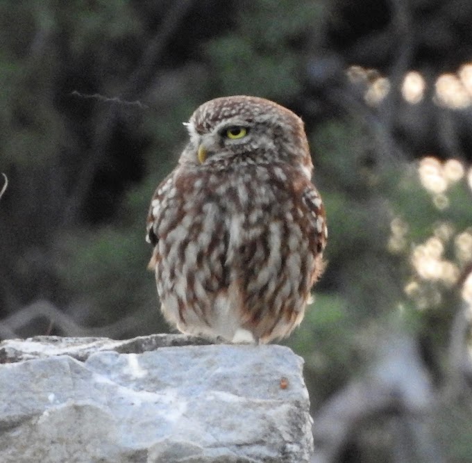 Owl of Athena: Little Owls on roof tops in Athens