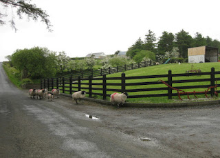 Sheep on the road, in the rain, near Buncrana, Ireland